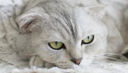 j9九游真人游戏第一品牌登录入口首进草地赛四强！郑钦文6-2、6-4拉杜卡努，进WTA伦敦站半决赛