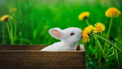 j9九游真人游戏第一品牌登录入口首进草地赛四强！郑钦文6-2、6-4拉杜卡努，进WTA伦敦站半决赛